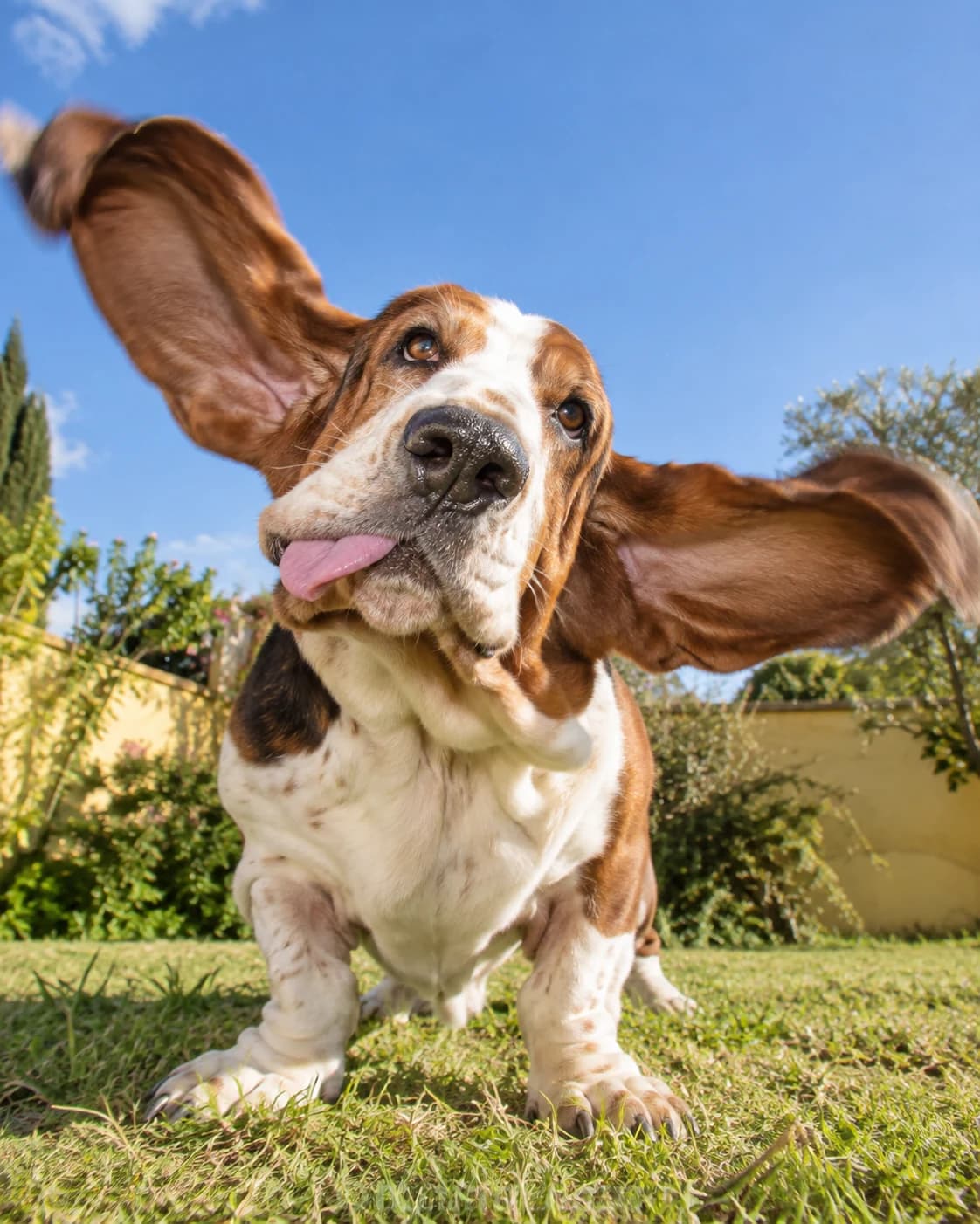 Un basset court, les longues oreilles au vent.